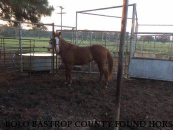 BOLO BASTROP COUNTY FOUND HORSE Near Shelby, NC, 28151